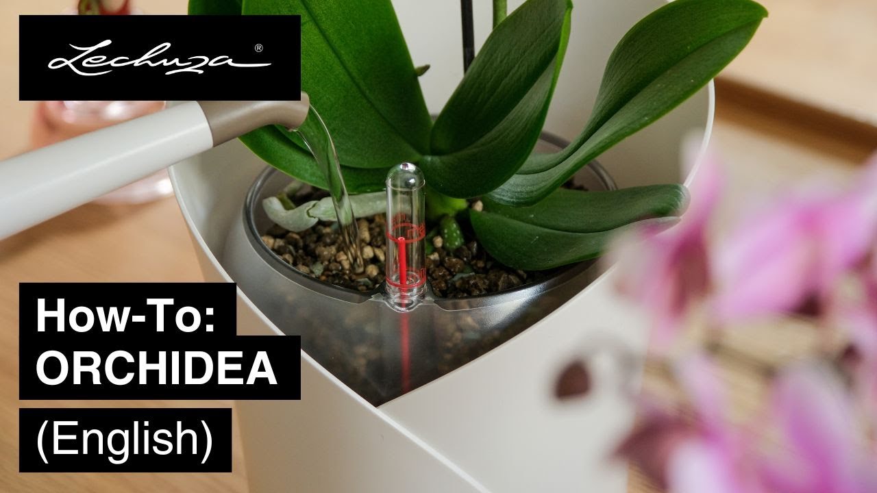 How-To: ORCHIDEA | Wick System | LECHUZA | English