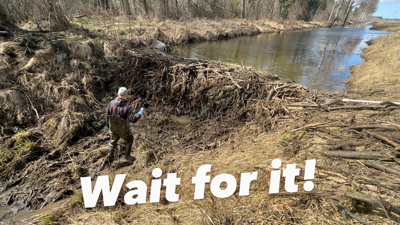 This Beaver Dam Was About to Flood Everything!