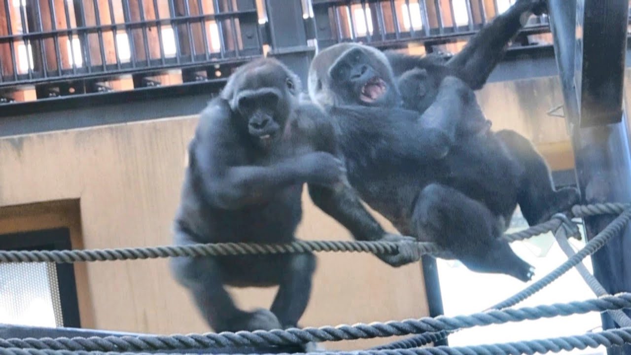ゲンキママの腕の中で起きた、ちょっとした出来事｜京都市動物園｜撮影日2026.1.16｜【きょうのゴリラ】