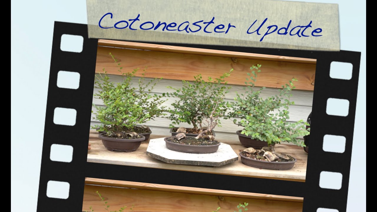 Cotoneaster Update:  Dave's Bonsai E124