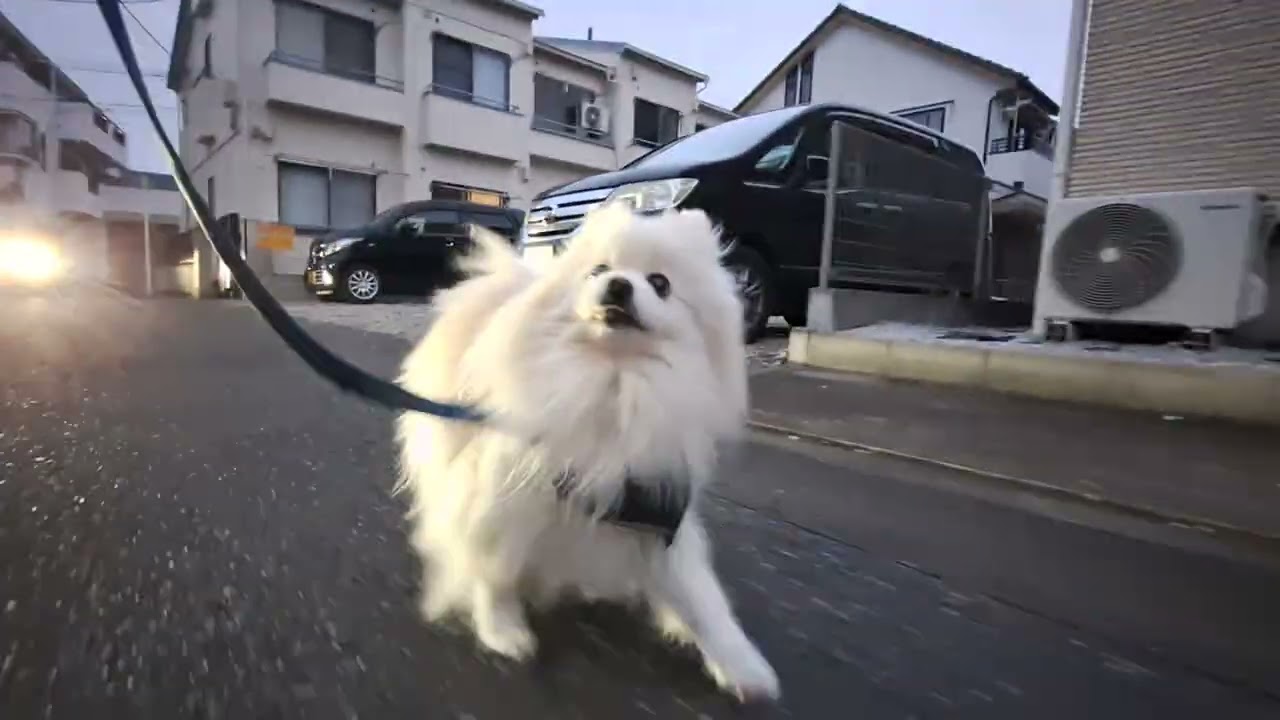 2026年3月17日火曜日　ポメラニアン？🐶　お散歩　テテ！