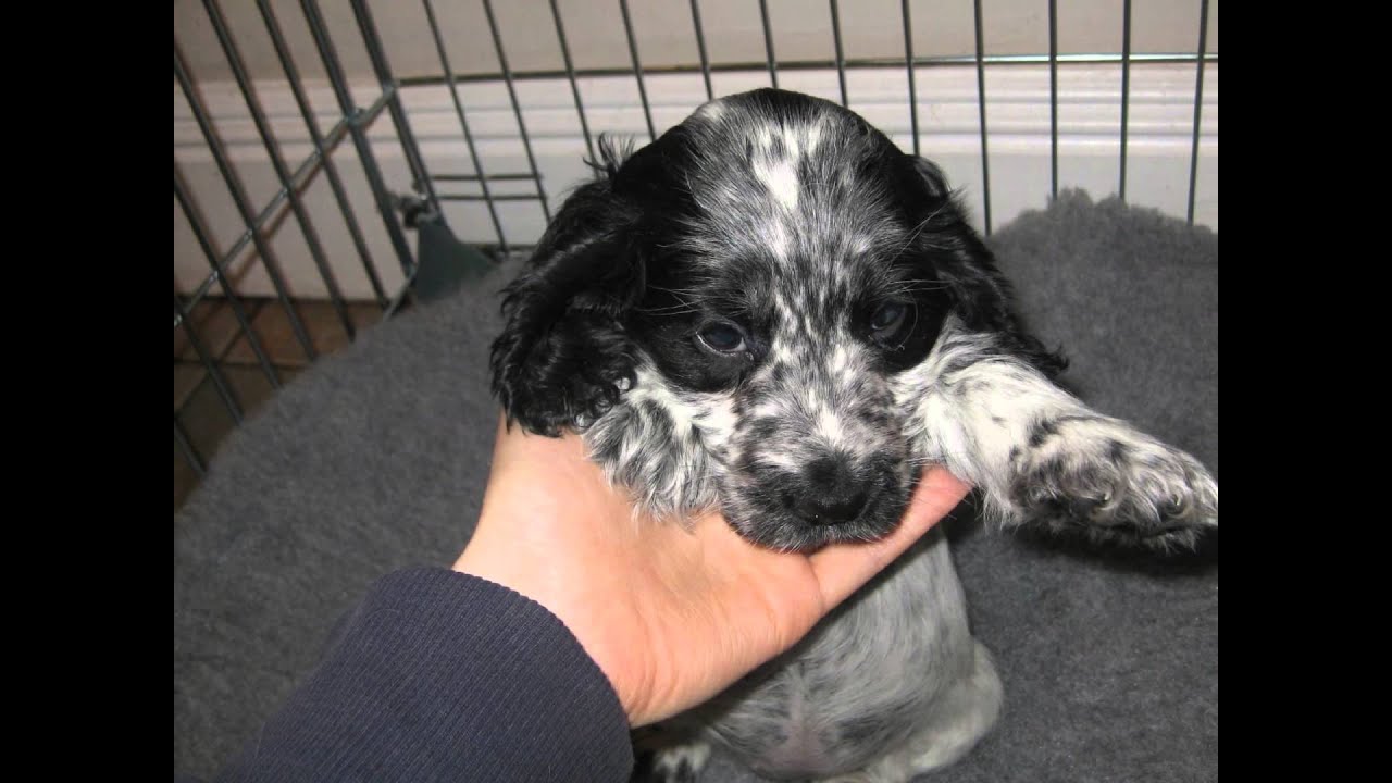 Gracie Our Blue Roan Cocker Spaniel