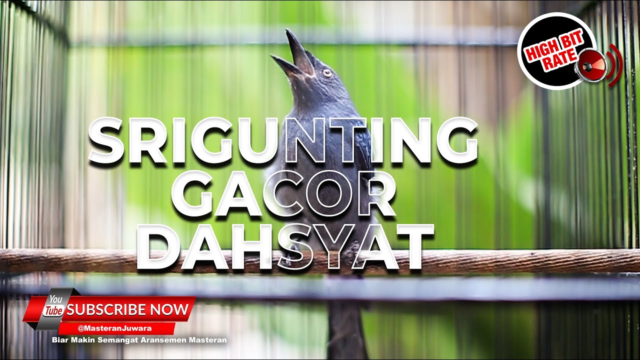 🔴FULL ISIAN DAHSYAT Srigunting Abu Abu Gacor Panjang❗️