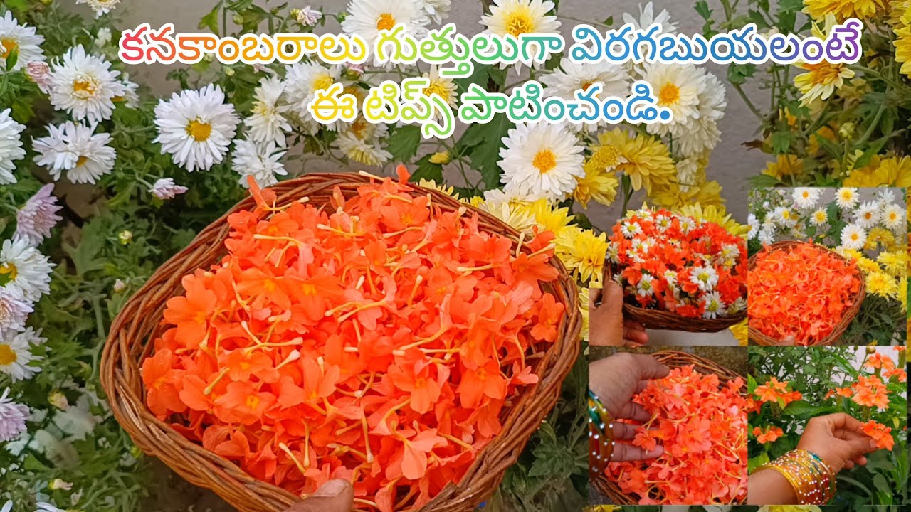 కనకాంబరం మొక్క నాటుకోవడం దగ్గరనుండి పూలుపూసే వరకు పూర్తి సమాచారం.#టెర్రస్ గార్డెన్ flowers harvest@ 