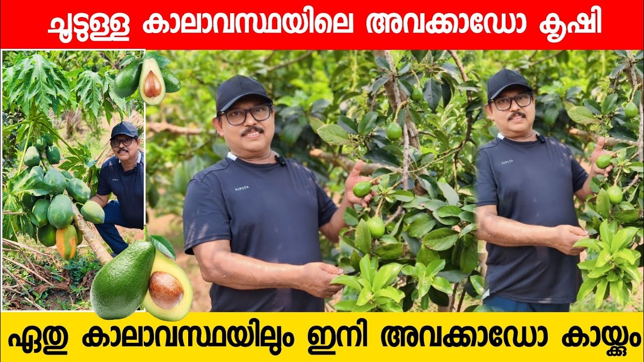 ഏത് കാലാവസ്ഥയിലും അവക്കാഡോ ഭ്രാന്തമായി ഇനി കായ്ക്കും Avocado fruit farming Malappuram