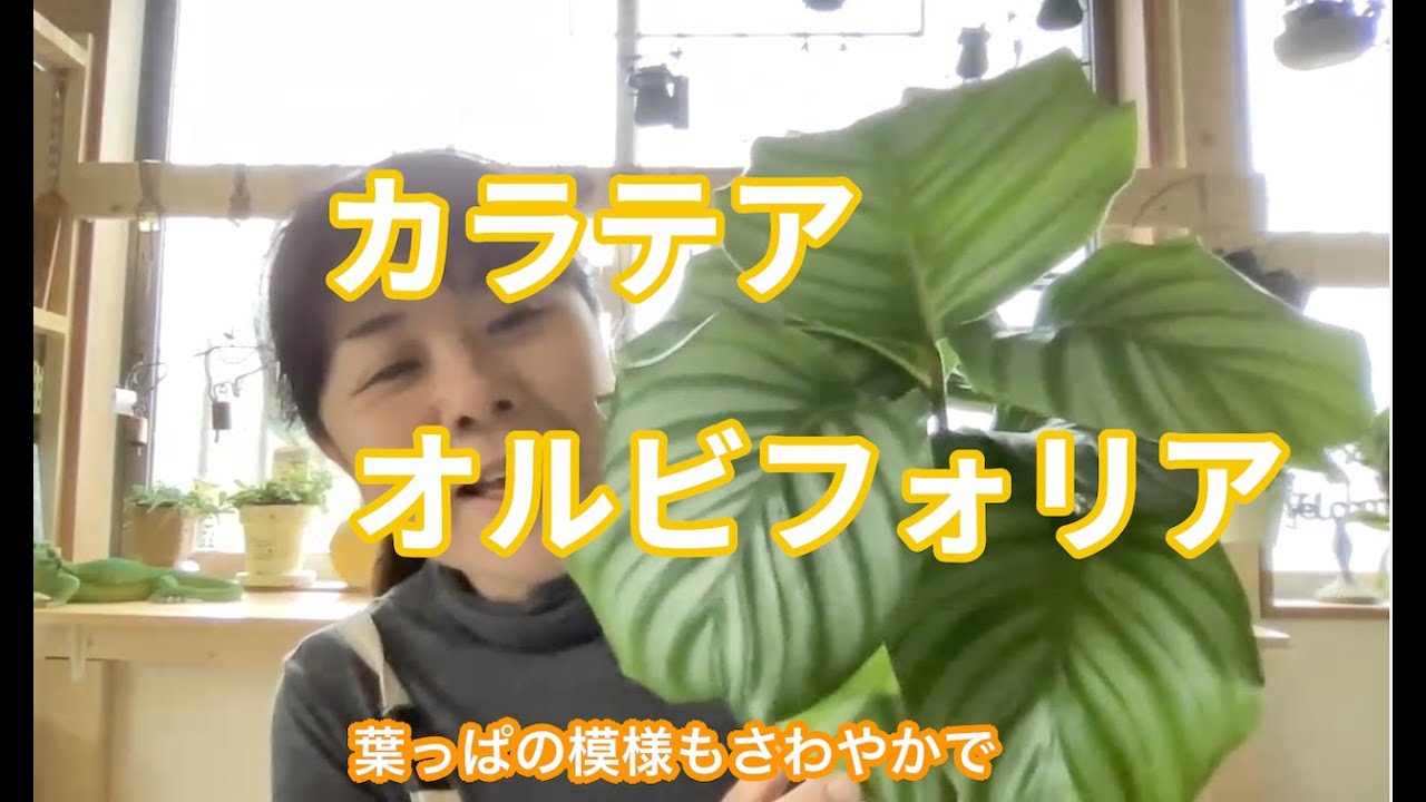 カラテアオルビフォリアの魅力と育て方 [ 福岡 糸島 観葉植物 & 雑貨 店 ]
