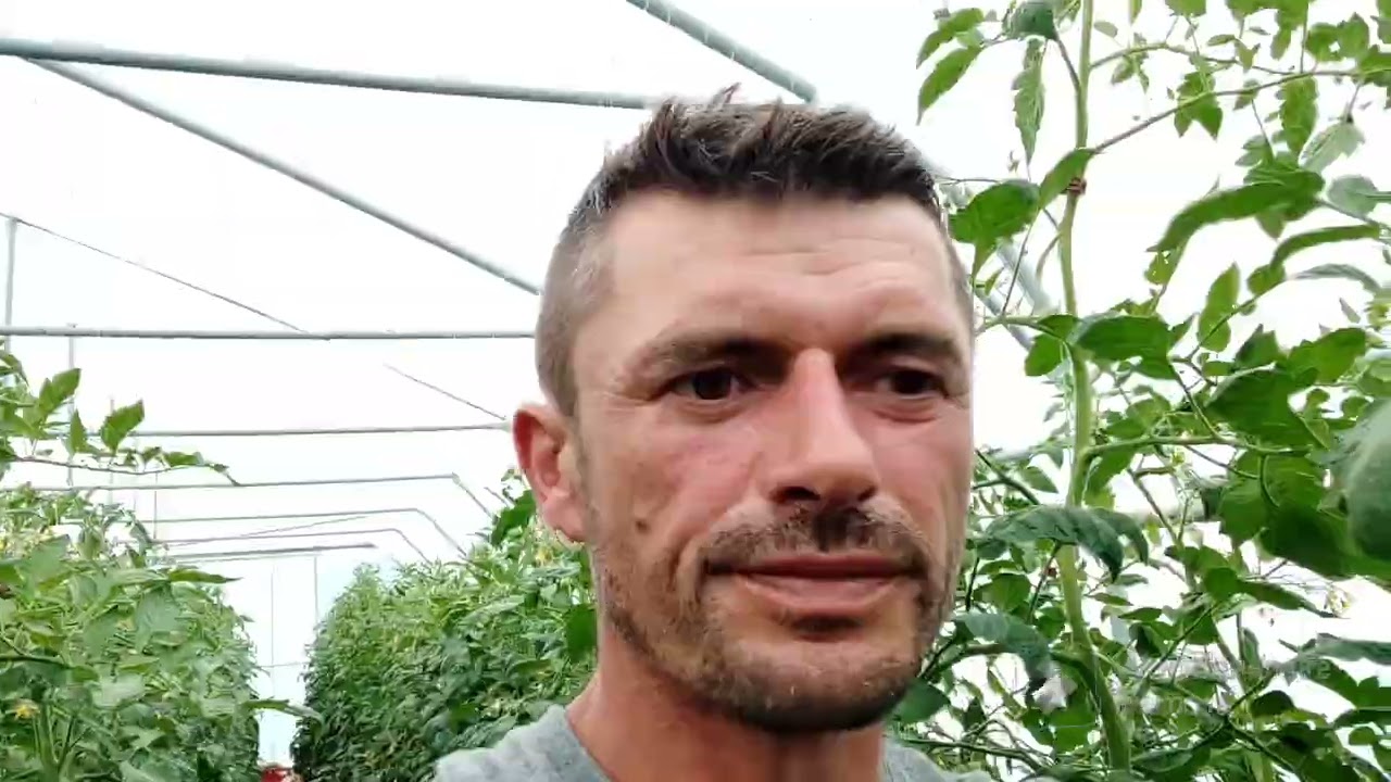 Producția la roșii 2023