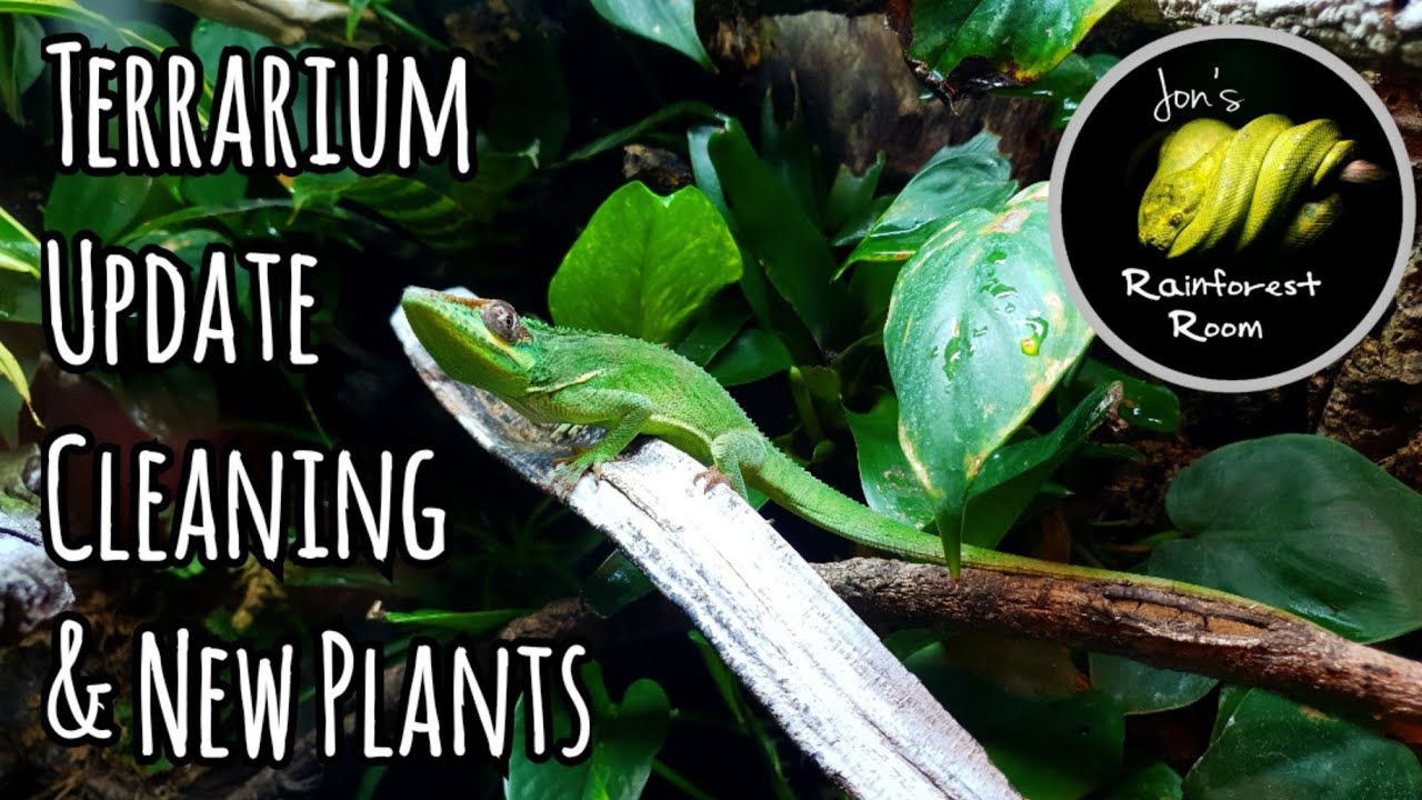 Cuban Knight Anole Bioactive Terrarium Update