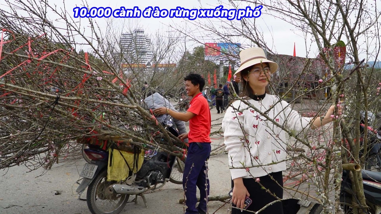 Choáng ngợp hàng nghìn cành đào rừng từ trên núi kéo xuống phố bán tết