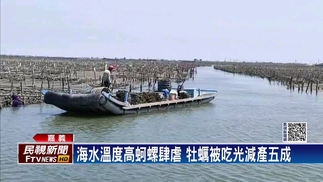 海水溫度高蚵螺肆虐　牡蠣被吃光減產5成－民視新聞
