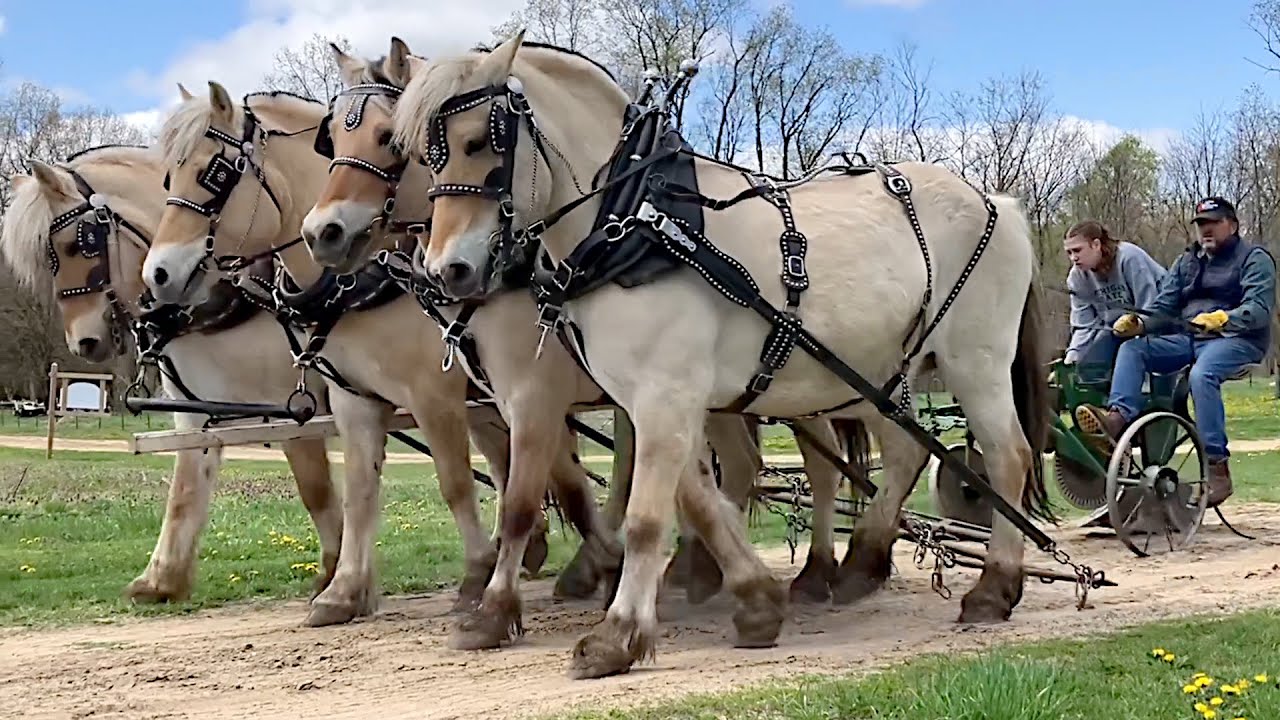 Learning Historic Farm Skills #tilling #drafthorses #oxen #blacksmith #preppers