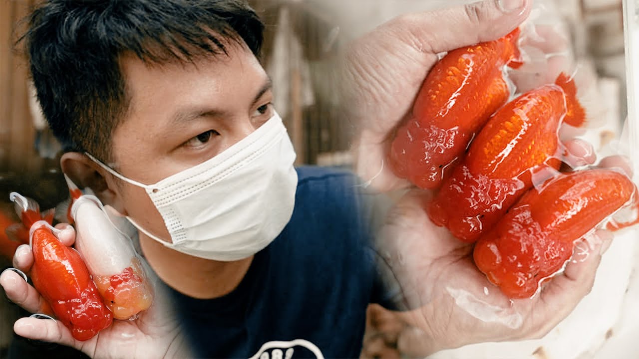 FV VLOG #053: Best Quality Ranchu in Iligan City + GIVEAWAYS