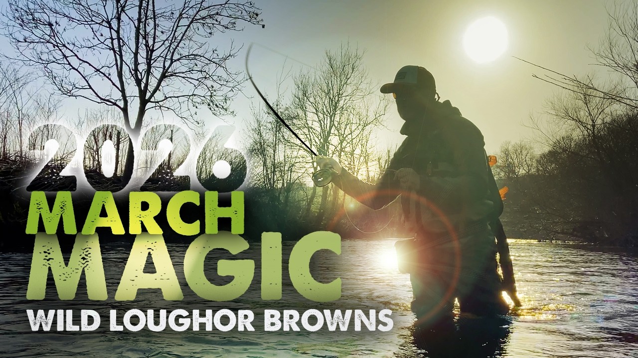 Opening Day on the River Loughor – Fly fishing action for wild Brown Trout