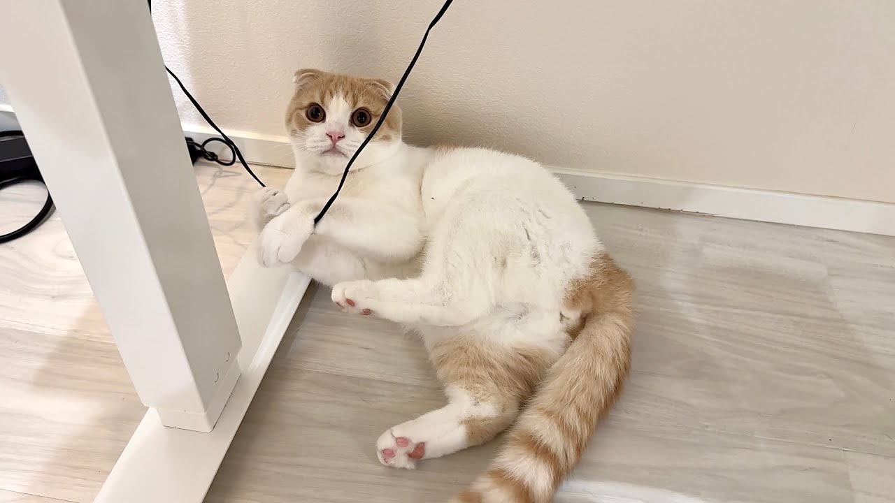 イタズラしてる猫に低い声で「あ〜」と言ってみたら反応がかわいすぎたw