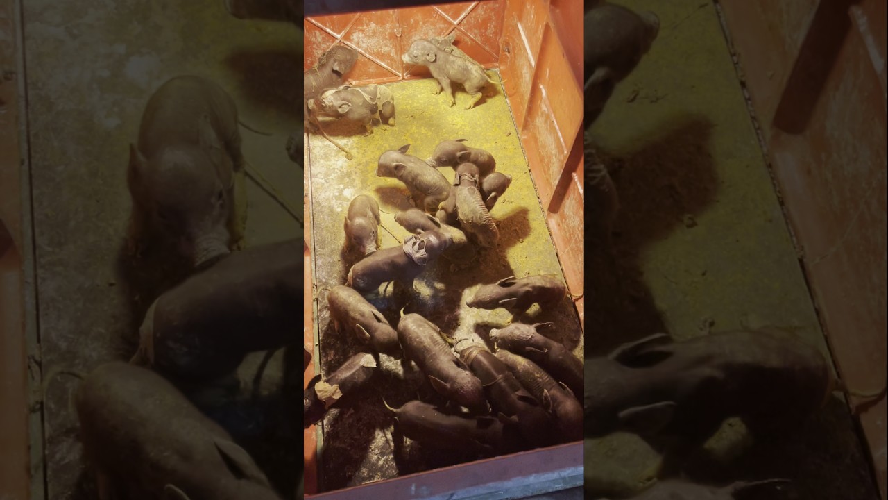 🐷 Newborn Black Piglets in Their Warm Light Room! 👀