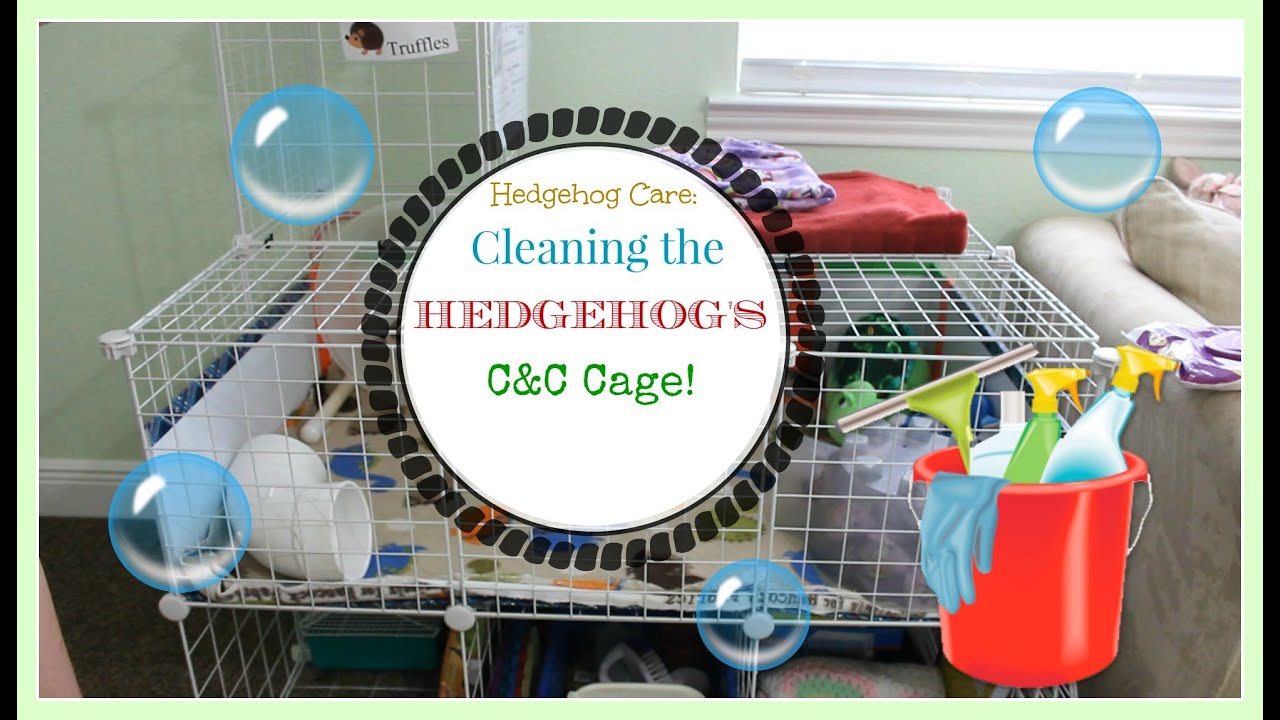 Hedgehog Care: Cleaning The Hedgehog's C&C Cage