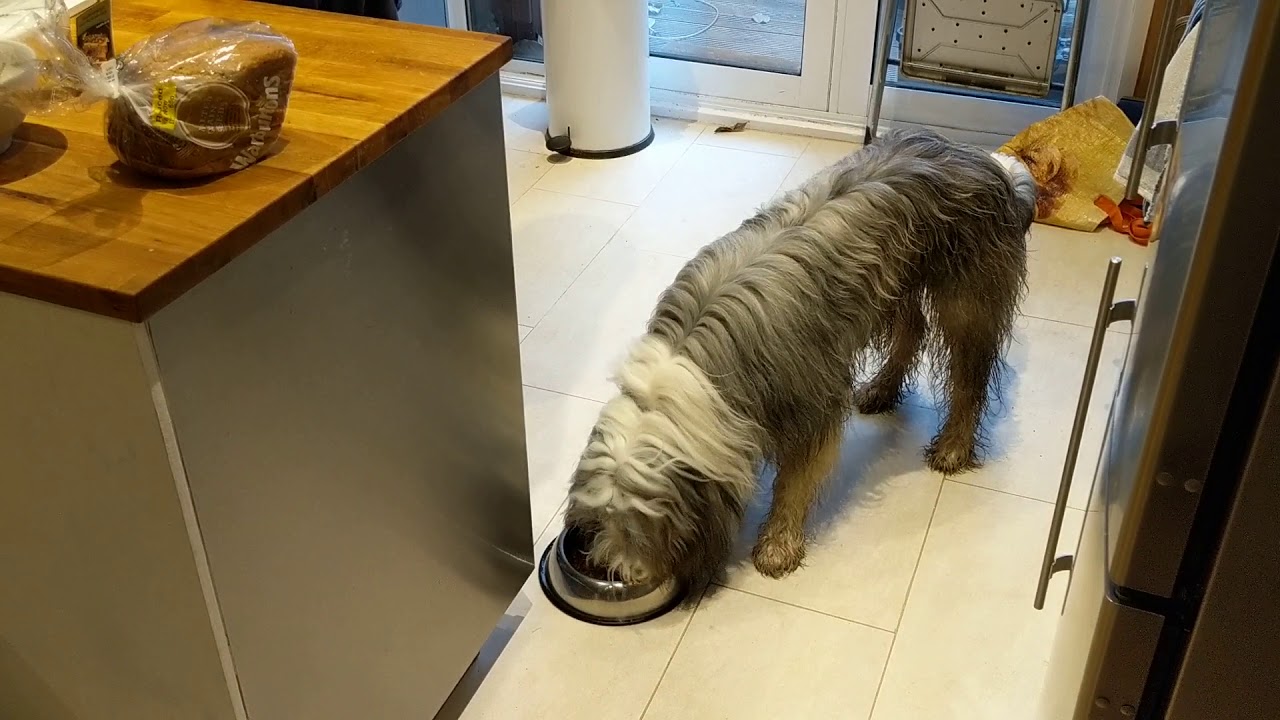 Baxter has Bella and Duke for breakfast.