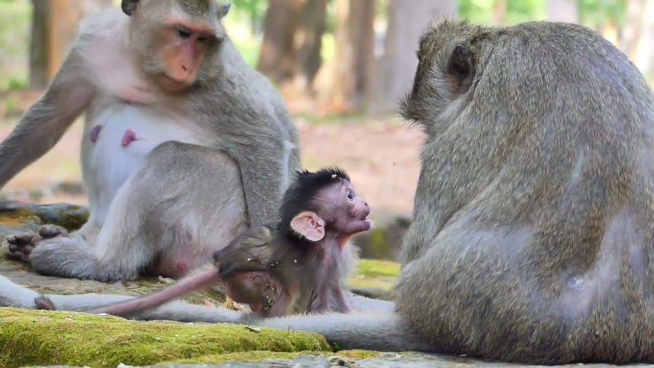 The predicamentt of baby Bessie's flexibility, but mom concentrates​ on all these actions