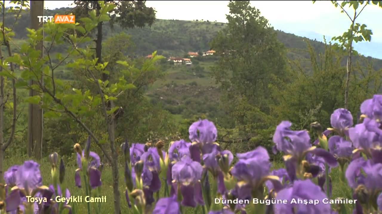 Dünden Bugüne Ahşap Camiler (Tosya Geyikli ve Çarşamba Göğceli Camii) - TRT Avaz