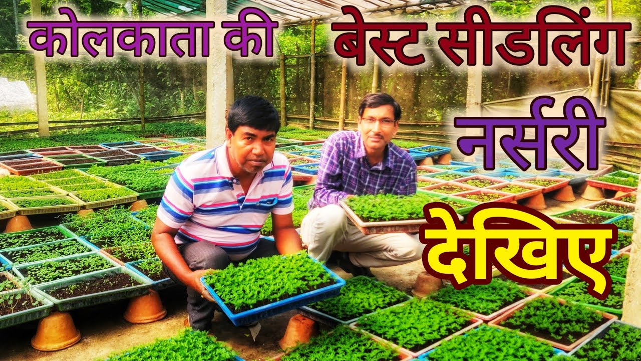 कोलकाता की बेस्ट सीडलिंग नर्सरी देखिए, प्राइस जानिए / Kolkata Seedlings Nursery