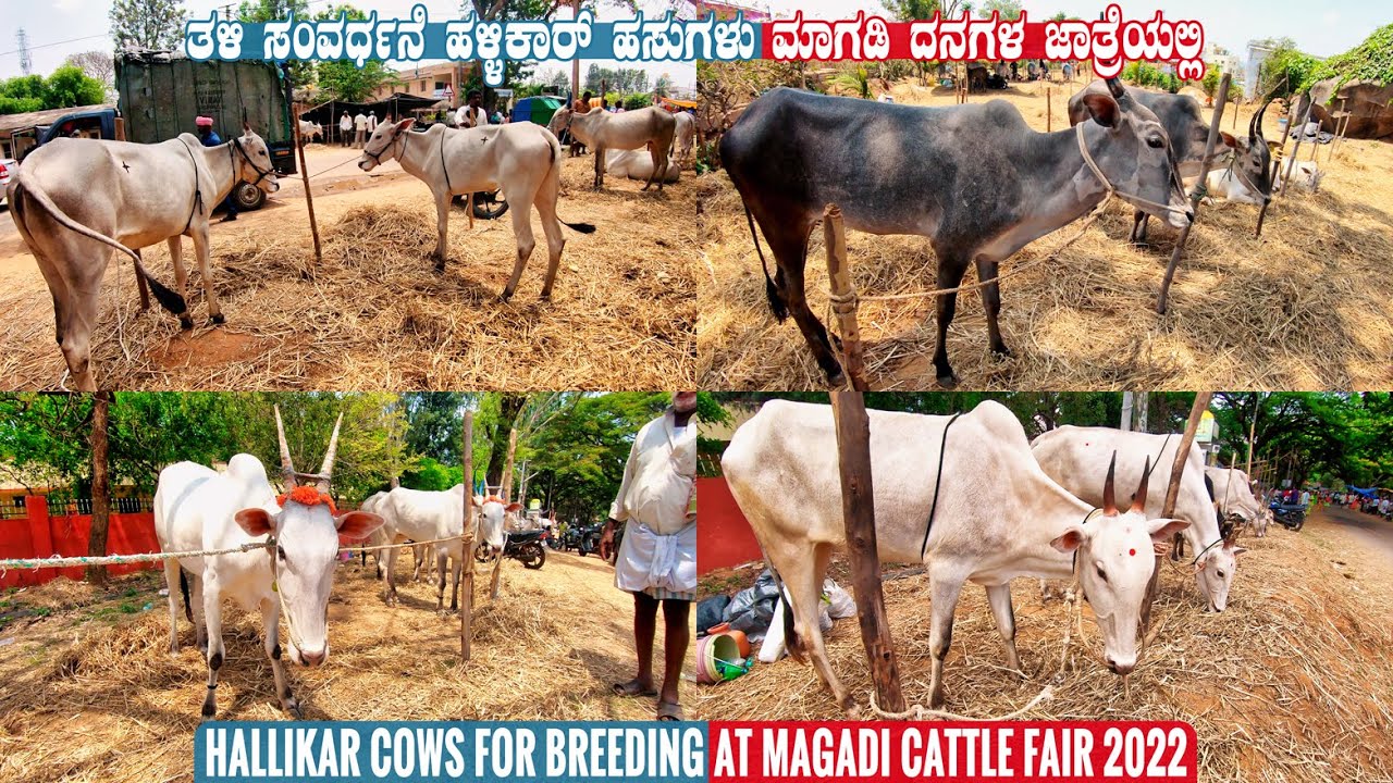 Hallikar Cow for Sale at Magadi Cattle Fair 2022 in Karnataka | Desi Cow for Sale | Cow Videos