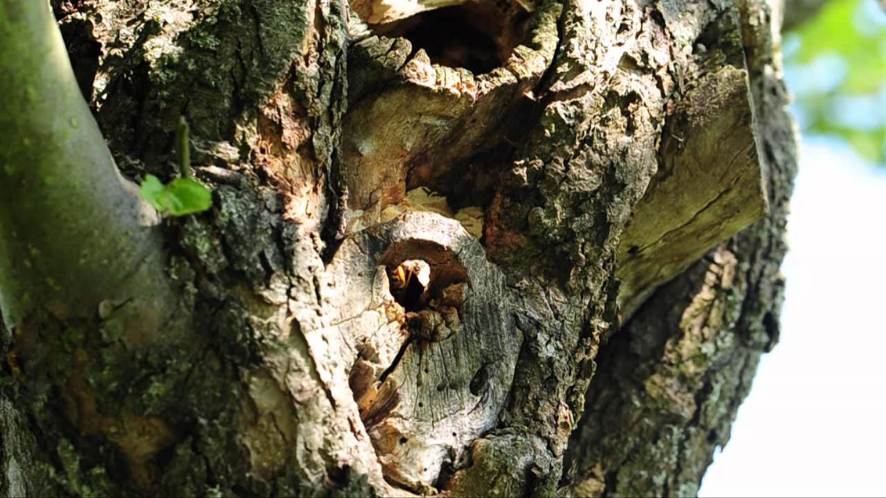 Hornissen (Vespa crapo) im Naturschutzgebiet K&uuml;hkopf-Knoblochsaue