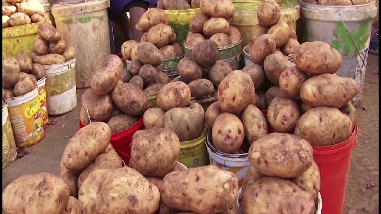 The booming Mt Elgon Potato farming: How middlemen are reaping bigger than the farmers