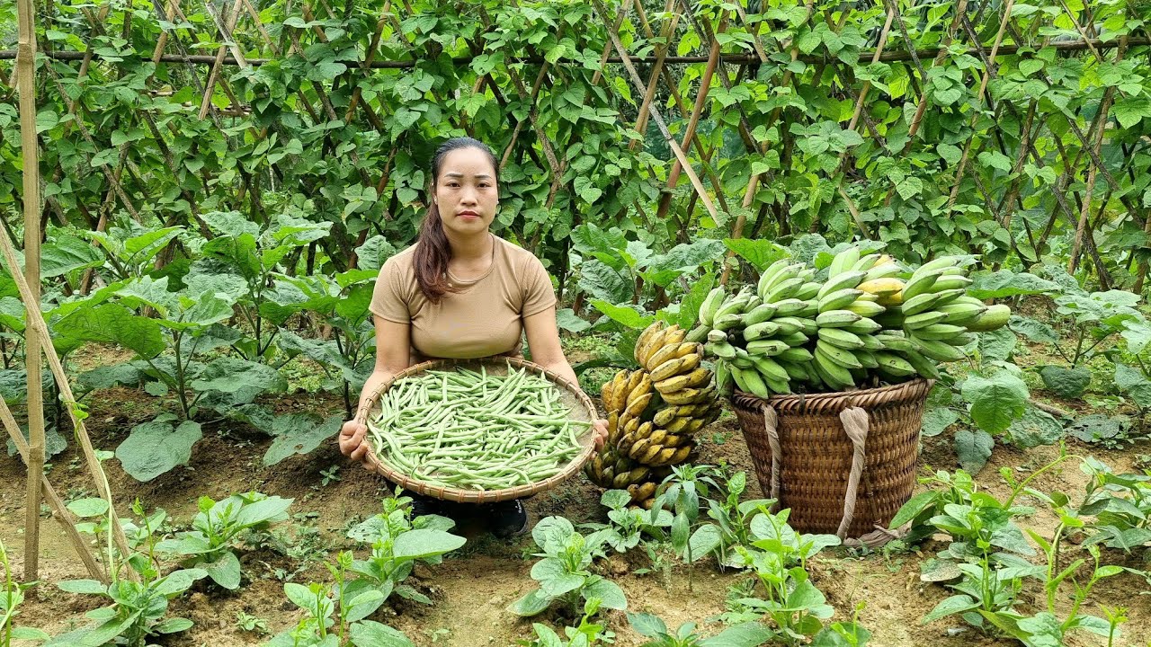 Harvest bananas, green beans to bring to the market & Build tanks for spawning fish | Đặng Lưu