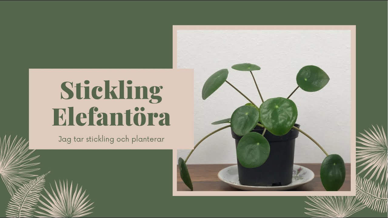 Stickling av Elefantöra - så gör du