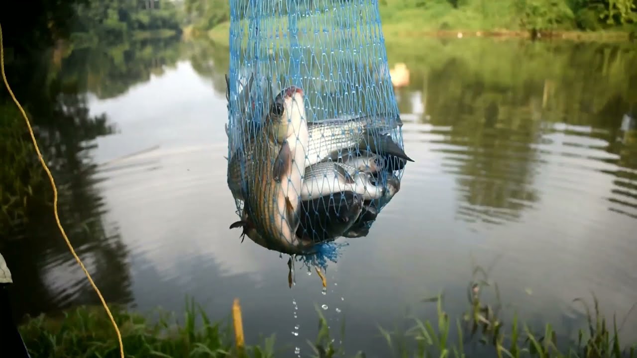 Fishing at  beautiful meenachil river ,Kerala,