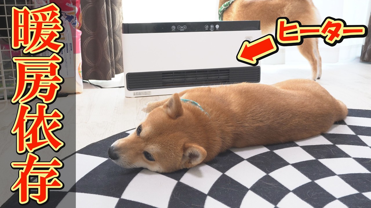 ヒーターの電源が入っていないのに、勘違いして満足気に寝る柴犬が可愛い。