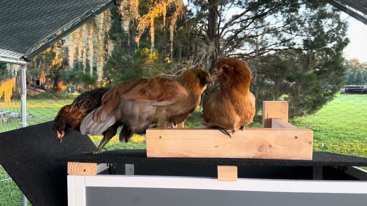 Chickas coop Rooftop lounge