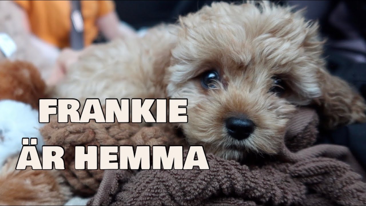 JAG HÄMTAR HEM MIN CAVAPOO