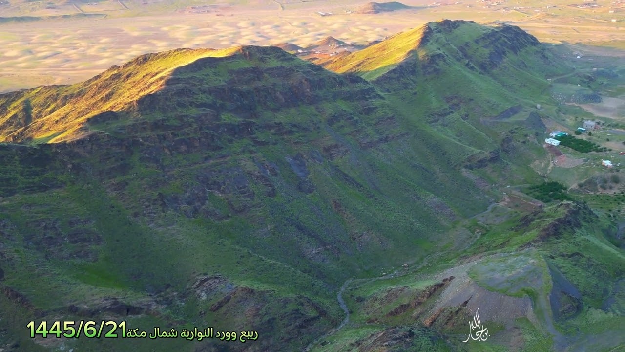 شاهد تصوير جوي#درون لربيع و#ورد_النواريه شمال #مكه المكرمةالاربعاء1445/6/21#ربيع_مكه#أمطار_مكه