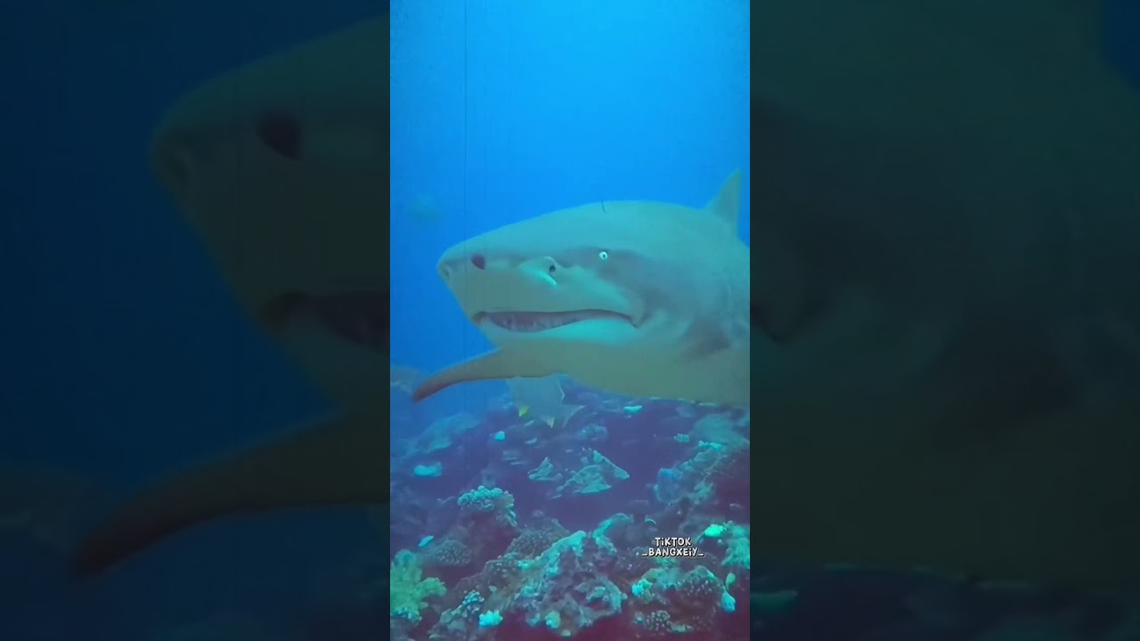 Many types of sharks  #shark #sea