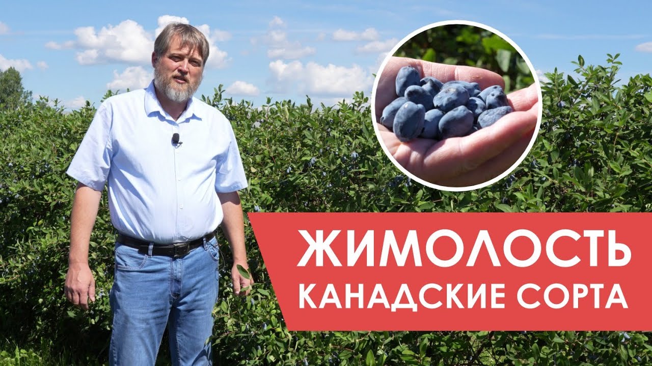 Канадские сорта жимолости. Промышленная плантация Экоферма 