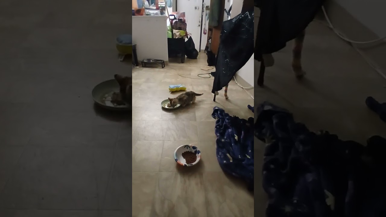 Carrot Cake playing