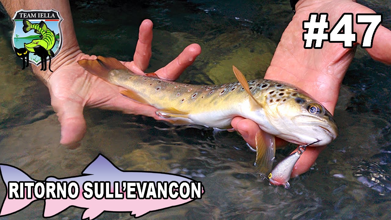 Ritorno sul Torrente Evançon - Trote autoctone a Spinning