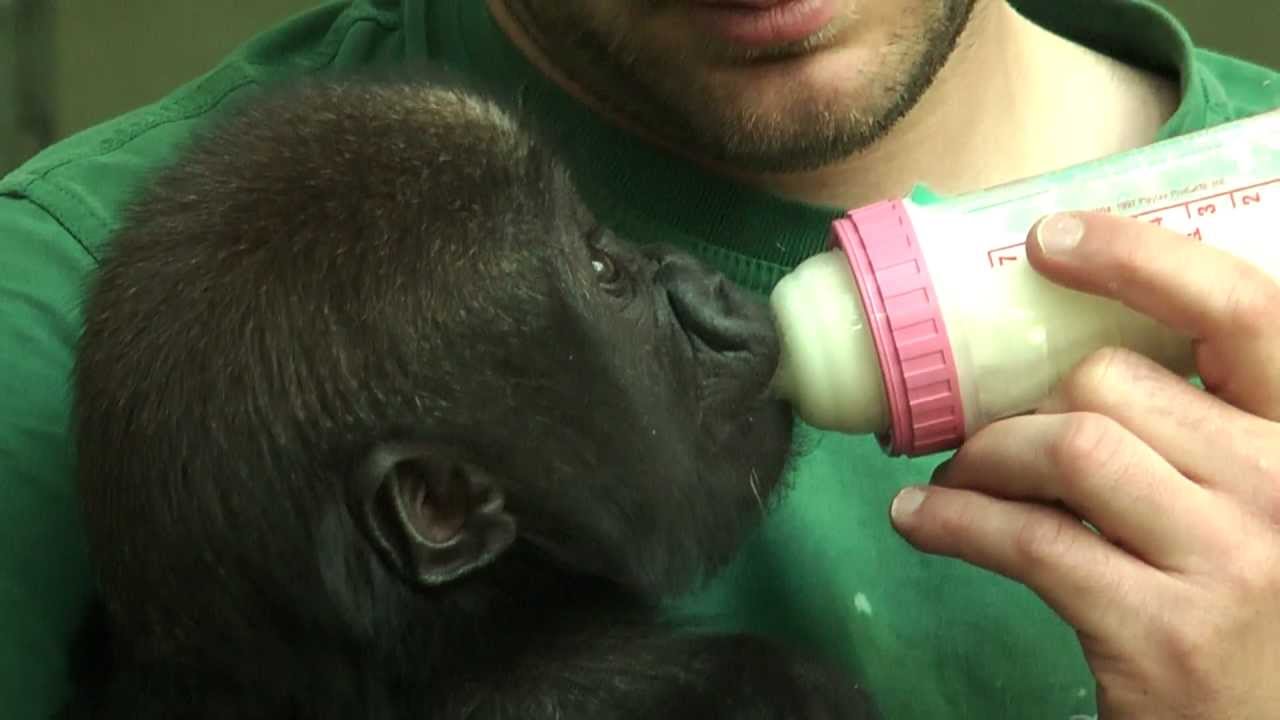 Gorilla-Kindergarten Sept. 2012