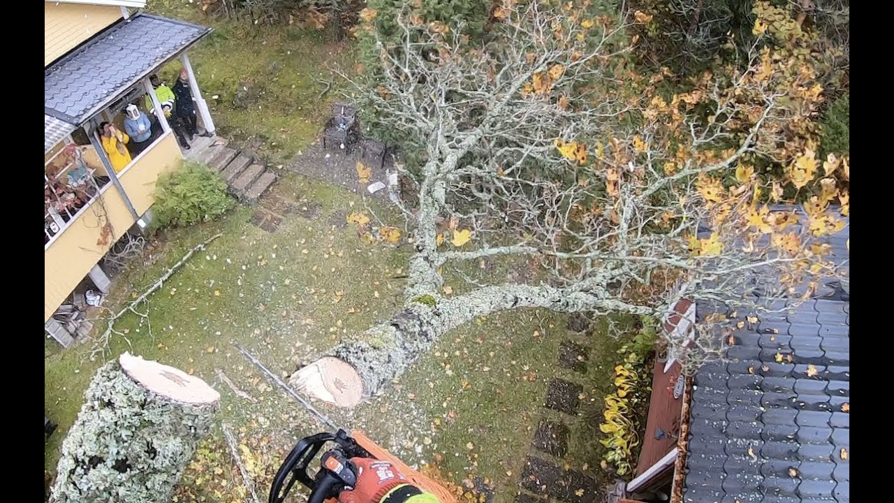 Lahon vaahteran kiipeily. Lumberjack / Tree climbing / Rotten Maple