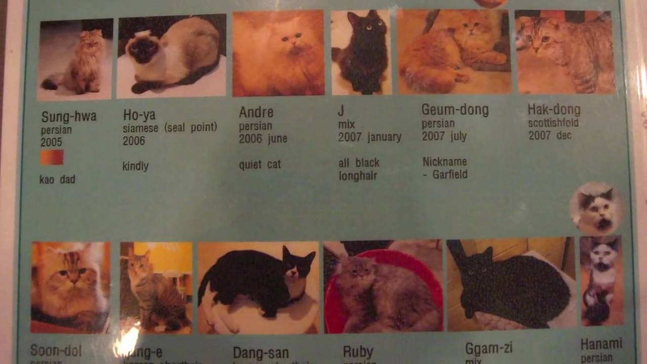 Giocat Cat Cafe: A Coffee Shop Full of Cats!
