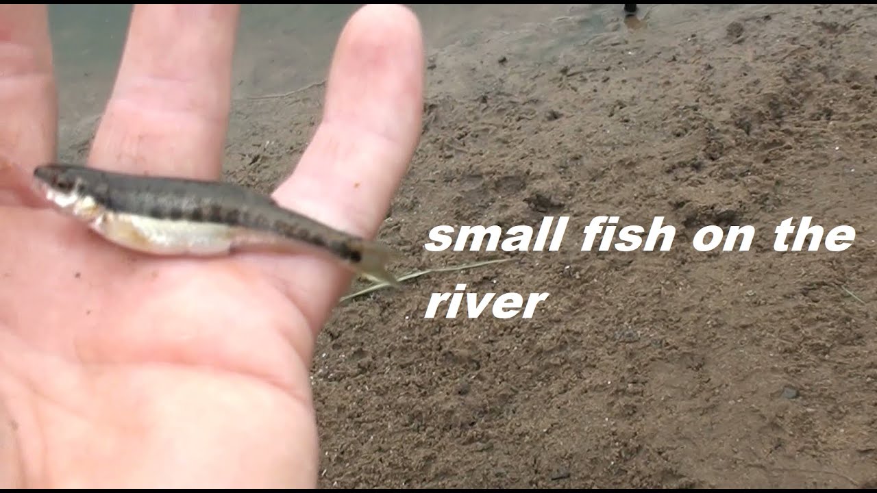 smallest fish from the river