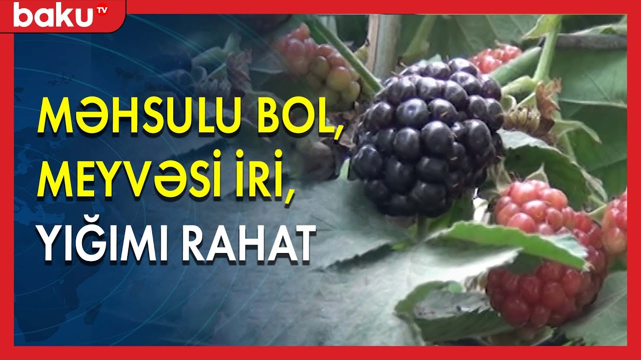 Bir ədədi 20-25 qrama yaxın olan tikansız moruq - BAKU TV