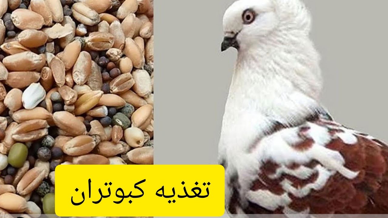 تنظیم دانه کبوتر