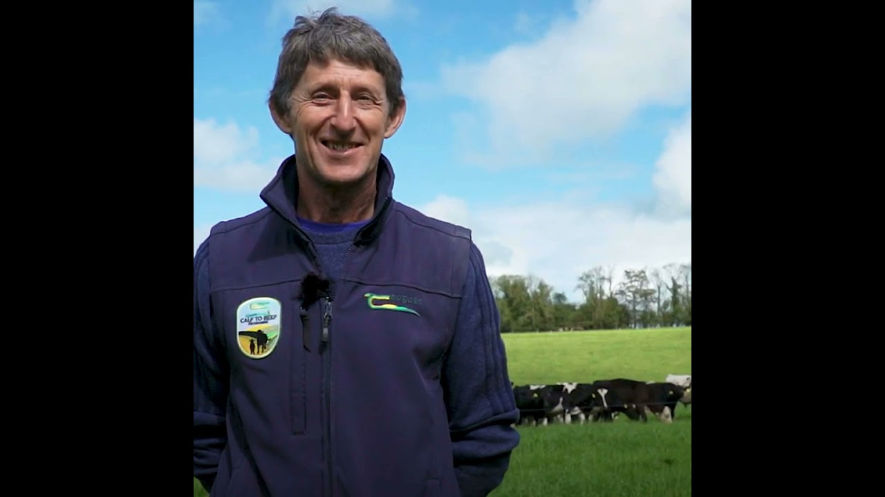 How to incorporate red clover into your beef system