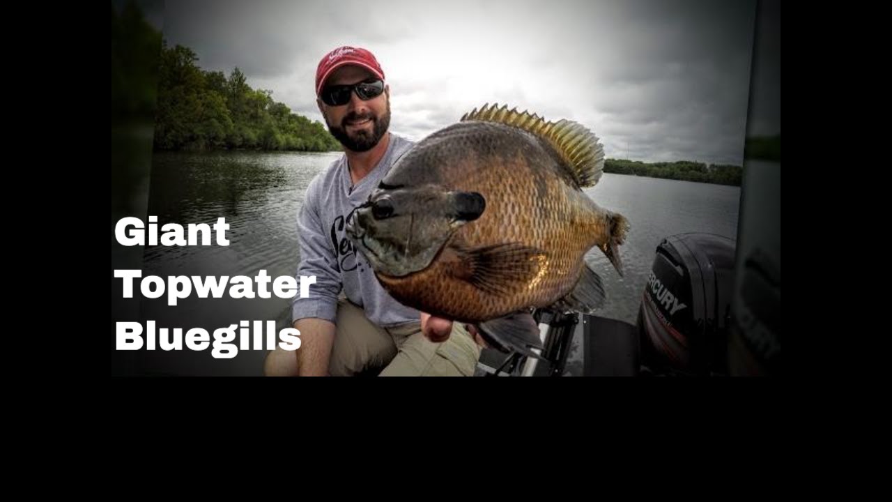 Bluegill Gone Wild: Topwater Feeding Frenzy