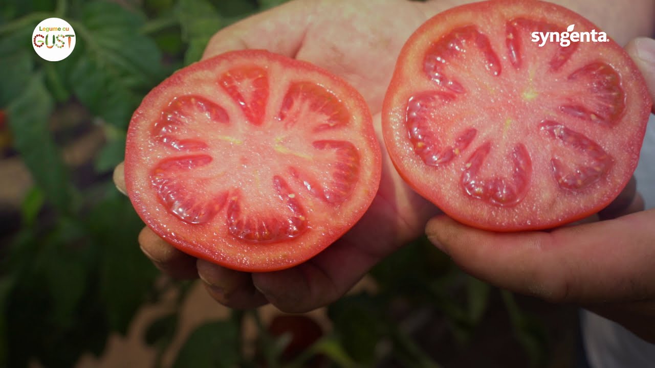 Prezentare tomate timpurii -  Kingset F1