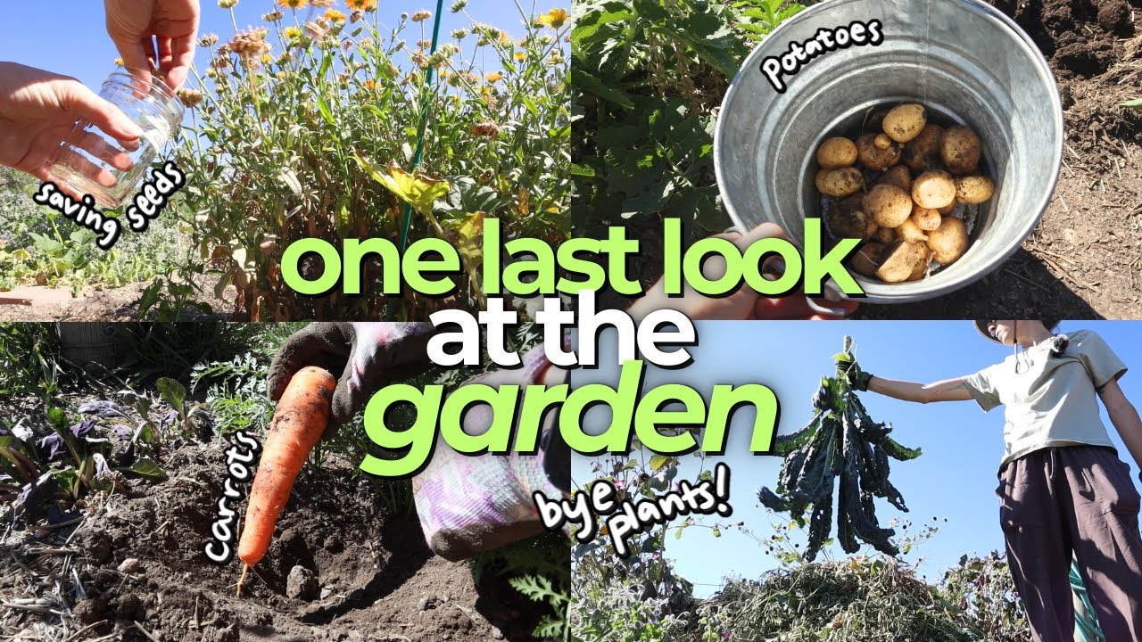harvesting potatoes, saving calendula seeds, & prepping the allotment for winter | garden vlog