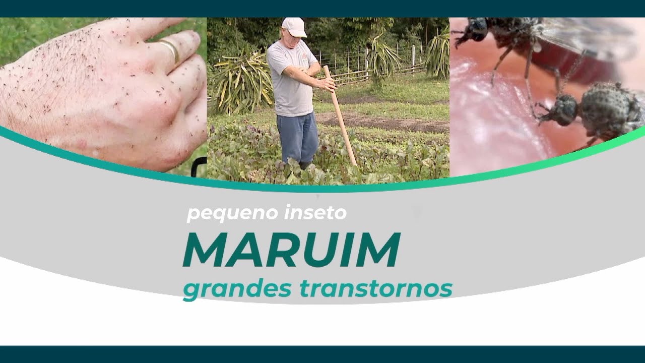 Mosquito maruim: Epagri atua no controle do inseto