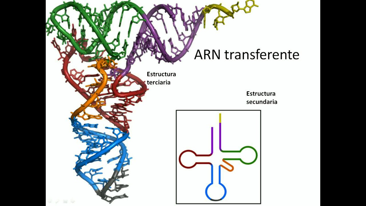 Explicacion de ARN transferente